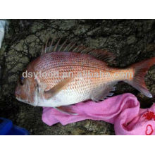 Clean Red Seabream Fish